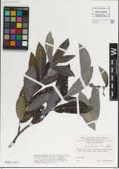 Foto von Salix laggeri Wimm.